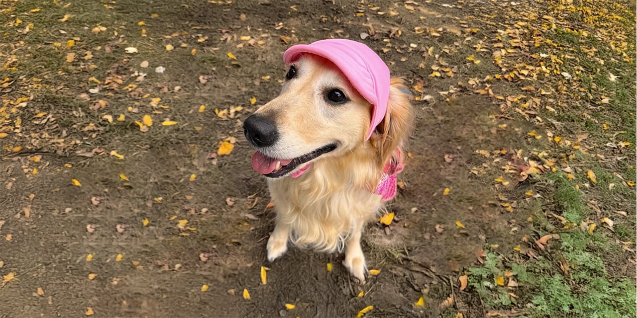 Dog wearing a pink dog hat outdoors, comfortable and stylish dog hats for everyday walks