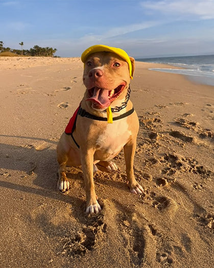 Dog wearing yellow dog hat on the beach, sporty summer style dog accessory
